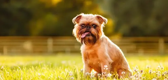 布鲁塞尔粗毛猎犬的日常护理？修毛小技巧
