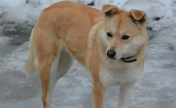 中华田园犬遗传病