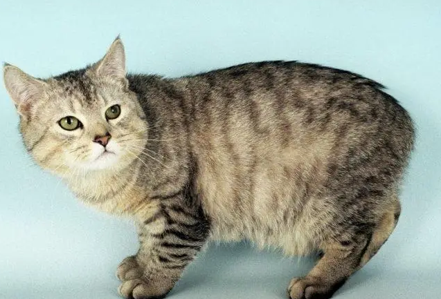曼岛无尾猫长什么样子 曼岛无尾猫形成的原因是什么 曼岛无尾猫长什么样子 曼岛无尾猫形成的原因是什么
