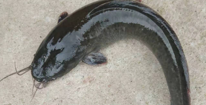 胡子鲶多少钱一斤 胡子鲶多少钱一斤