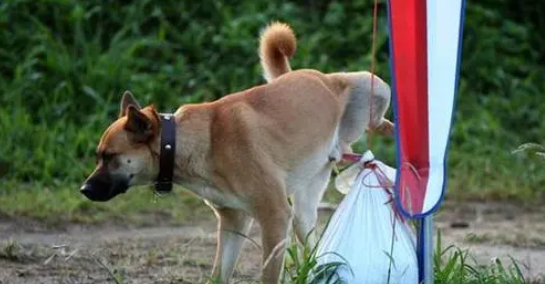 中华田园犬怎么训练大小便 中华田园犬怎么训练大小便