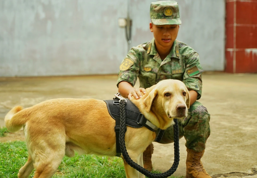 铁警神犬“汪汪队” 铁警神犬“汪汪队”