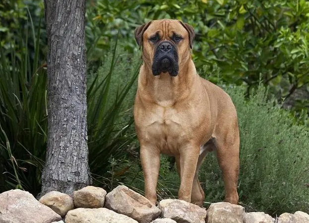 马士提夫犬的日常护理,大而有力量的犬种 马士提夫犬的日常护理,大而有力量的犬种