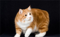 曼岛无尾猫饲养方法,请看下文