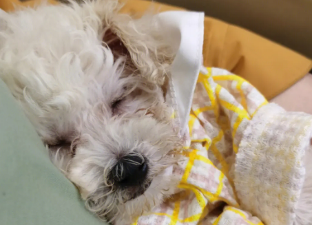 犬瘟后遗症抽搐会慢慢恢复吗