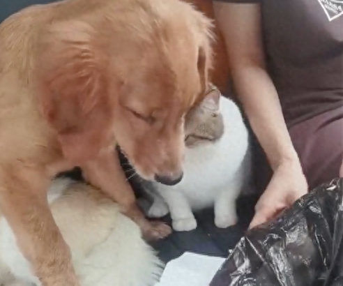 带着猫狗回家过节，路上狗晕车了被猫扇了一巴掌，猫：没用的东西