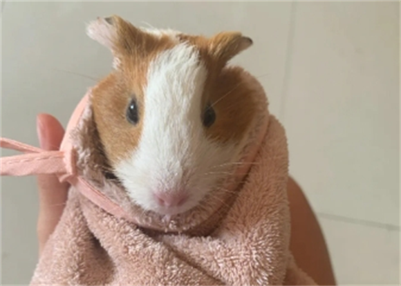 荷兰猪属于什么类动物