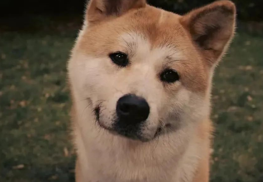 这只秋田犬用十年等待诠释了忠诚，感动了全世界