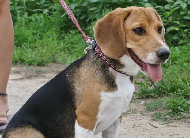 比格犬智商排名 比格犬智商排名
