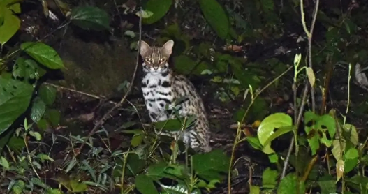 “娇羞的小野猫”!深圳发现小灵猫,叫声古怪,常躲在墓地吓人 “娇羞的小野猫”!深圳发现小灵猫,叫声古怪,常躲在墓地吓人