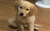 金毛幼犬怎么喂养