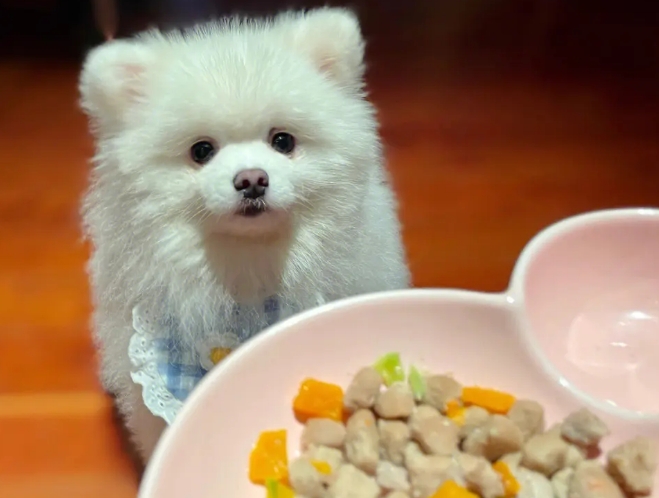 博美犬一天喂食几次一次喂多少