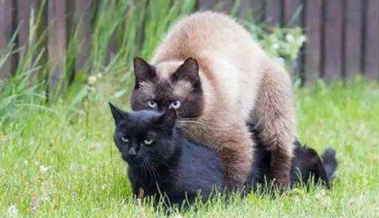 湖南方言中骚猫什么意思