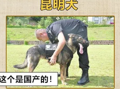 缉毒犬被警队开除，网友知道原因后笑喷了！