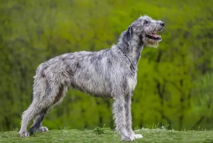 爱尔兰猎狼犬的价格?波动幅度比较大 爱尔兰猎狼犬的价格?波动幅度比较大
