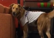 主人让狗狗减肥跑步，狗狗却只动下半身，气得主人要罚它跑两小时