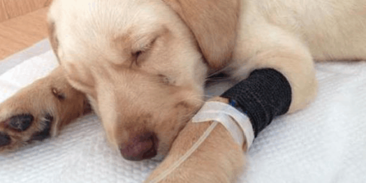 犬瘟后遗症的抽搐怎么治疗方法 犬瘟后遗症的抽搐怎么治疗方法