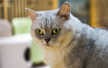 波米拉猫得线虫病怎么办 泡翼线虫病治疗方法