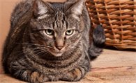 虎斑猫价格多少钱一只