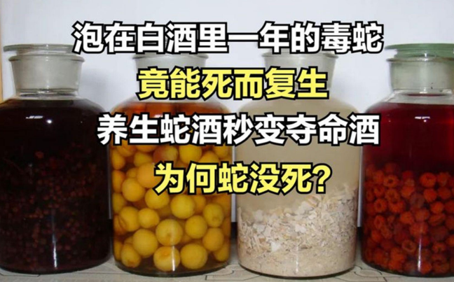 毒蛇泡在酒里一年,还能够咬伤人,难道蛇能够死而复生吗? 毒蛇泡在酒里一年,还能够咬伤人,难道蛇能够死而复生吗?