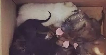 超14天无人领养流浪犬就要实行安乐死，你们支持吗？