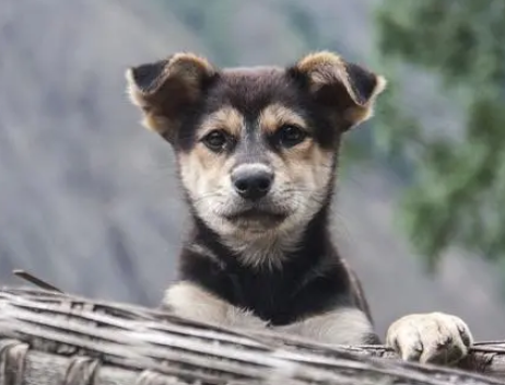 养土狗的禁忌有哪些 养土狗的禁忌有哪些