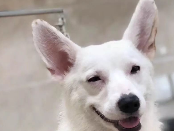 宠物犬到家一天就生病死亡,怎么赔? 宠物犬到家一天就生病死亡,怎么赔?