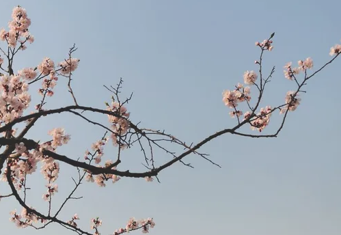 梅花三弄的三弄指什么 梅花三弄的三弄指什么