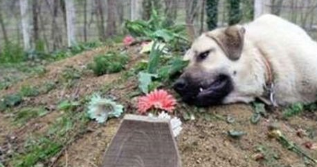 铲屎官面对大型爱犬沉重的“投怀送抱”，欲哭无泪