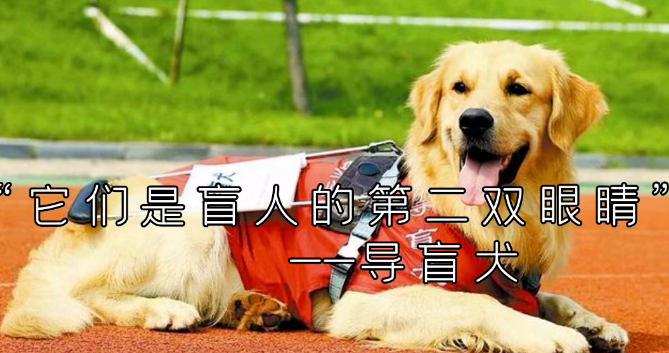 导盲犬流落在人间的天使