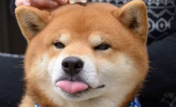 柴犬为什么养不熟 柴犬为什么养不熟