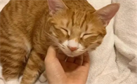 猫听话会粘人吗