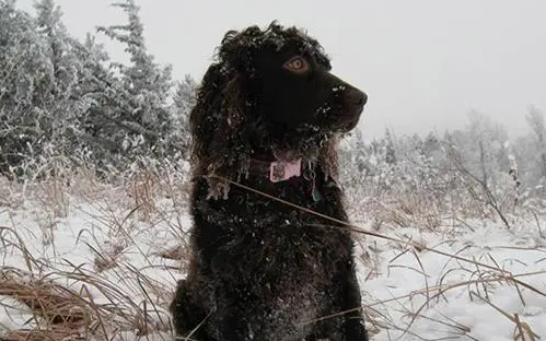 博伊金猎犬的养护常识 注意毛发的护理