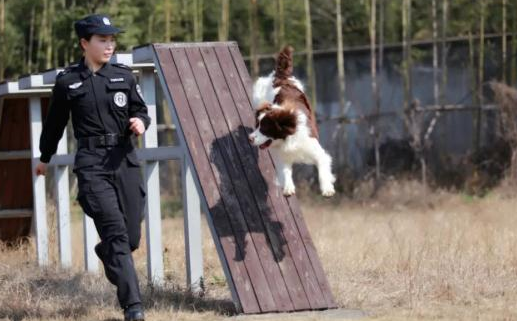 忙碌了“前半生”的警犬,“退休后”生活是怎样的?“小白”带你揭秘…… 忙碌了“前半生”的警犬,“退休后”生活是怎样的?“小白”带你揭秘……