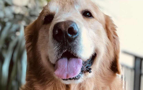 佛山男子打死金毛犬事件 金毛犬狗主:父母均住院 对方从未道歉 佛山男子打死金毛犬事件 金毛犬狗主:父母均住院 对方从未道歉