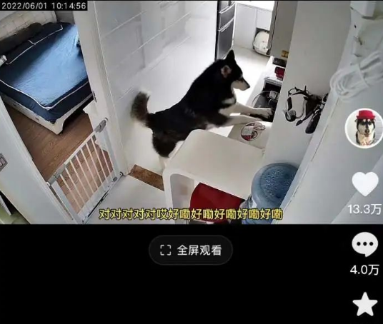 主人远程指挥家中哈士奇煮饭,网友:同样是狗,差别怎么这么大! 主人远程指挥家中哈士奇煮饭,网友:同样是狗,差别怎么这么大!