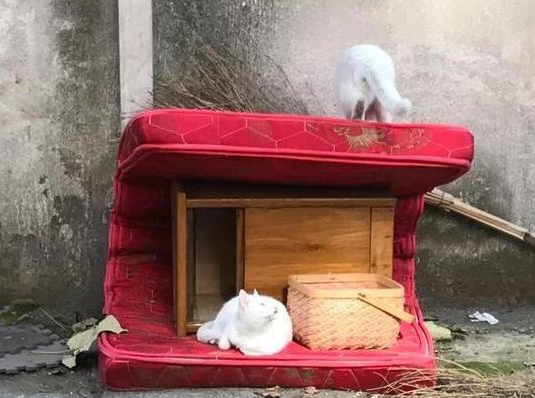 校园流浪猫,上学时膘肥体壮,放假后尝尽人间冷暖 校园流浪猫,上学时膘肥体壮,放假后尝尽人间冷暖
