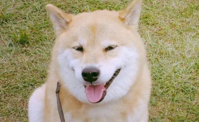 柴犬公母区别 柴犬公母区别