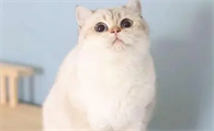 金点猫怎么看品质