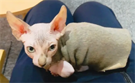 长得像斯芬克斯猫 但是有毛