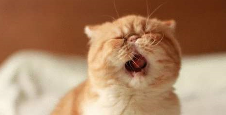 我哭了，上了年纪的猫惹不起 