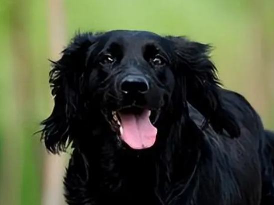 平毛寻回猎犬有白胸的吗