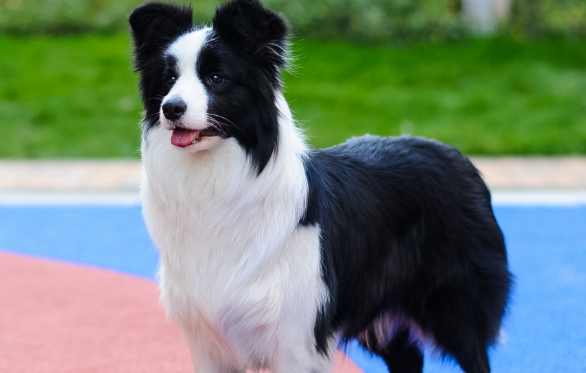 边境牧羊犬好养吗 边境牧羊犬好养吗