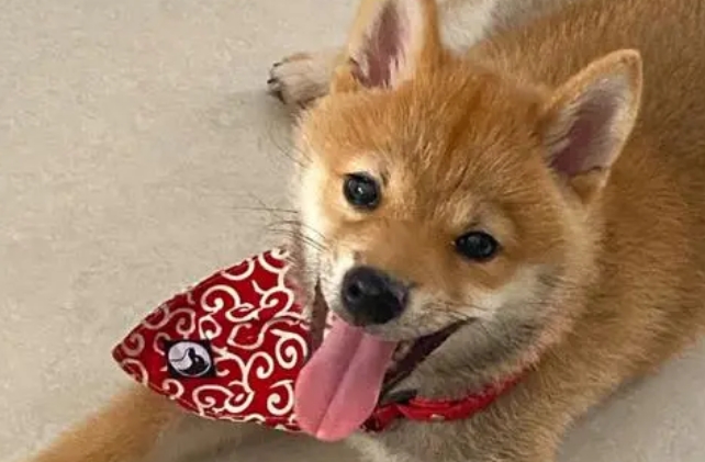 柴犬咳嗽跟卡喉咙了一样 柴犬咳嗽跟卡喉咙了一样