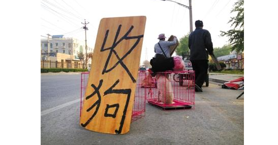 “星期狗”注射血清充健康犬 交易后难活过一周 “星期狗”注射血清充健康犬 交易后难活过一周