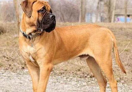 马士提夫犬好养吗?大型犬要注意补钙的问题 马士提夫犬好养吗?大型犬要注意补钙的问题
