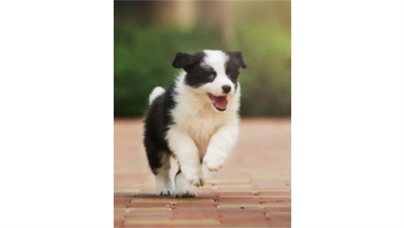 边境牧羊犬智商相当于人几岁 边境牧羊犬智商相当于人几岁