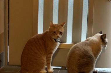 主人找不到橘猫,看到下雨准备去找,却发现自家猫带回一只猫避雨 主人找不到橘猫,看到下雨准备去找,却发现自家猫带回一只猫避雨