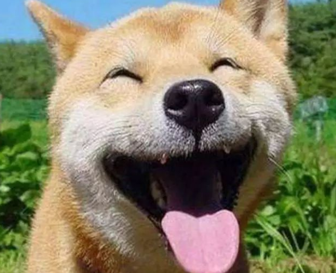 秋田犬成中国富豪新宠?61万一只的它可不是你脑中那条单身狗 秋田犬成中国富豪新宠?61万一只的它可不是你脑中那条单身狗