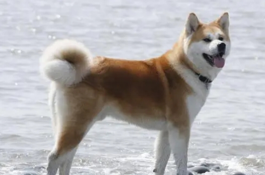 日本秋田犬智商